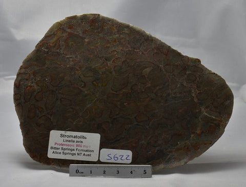Stromatolite LINELLA AVIS MICROBIALITE Polished FOSSIL, Australia (S622)