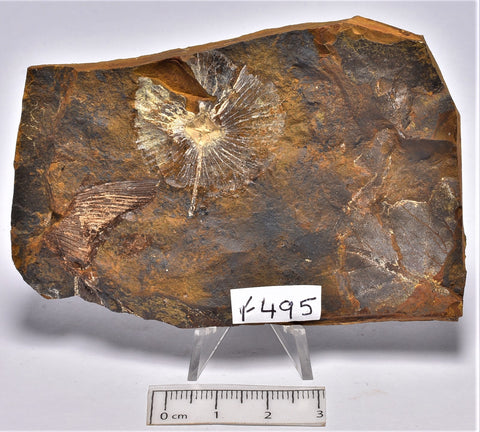 JUGLANDACEAE FRUIT FOSSIL Cycloocarya brownii, Paleocene, North Dakota (F495)